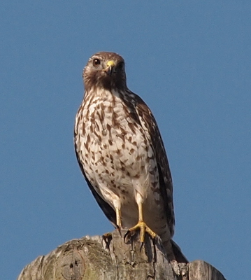 [The hawk is facing the camera displaying its mostly white breast with flecks of brown. Its long dark talons at the ends of its yellow left foot hang over the edge of the pole. The rough edges and woodgrain of the top of the utility pole are visible.]